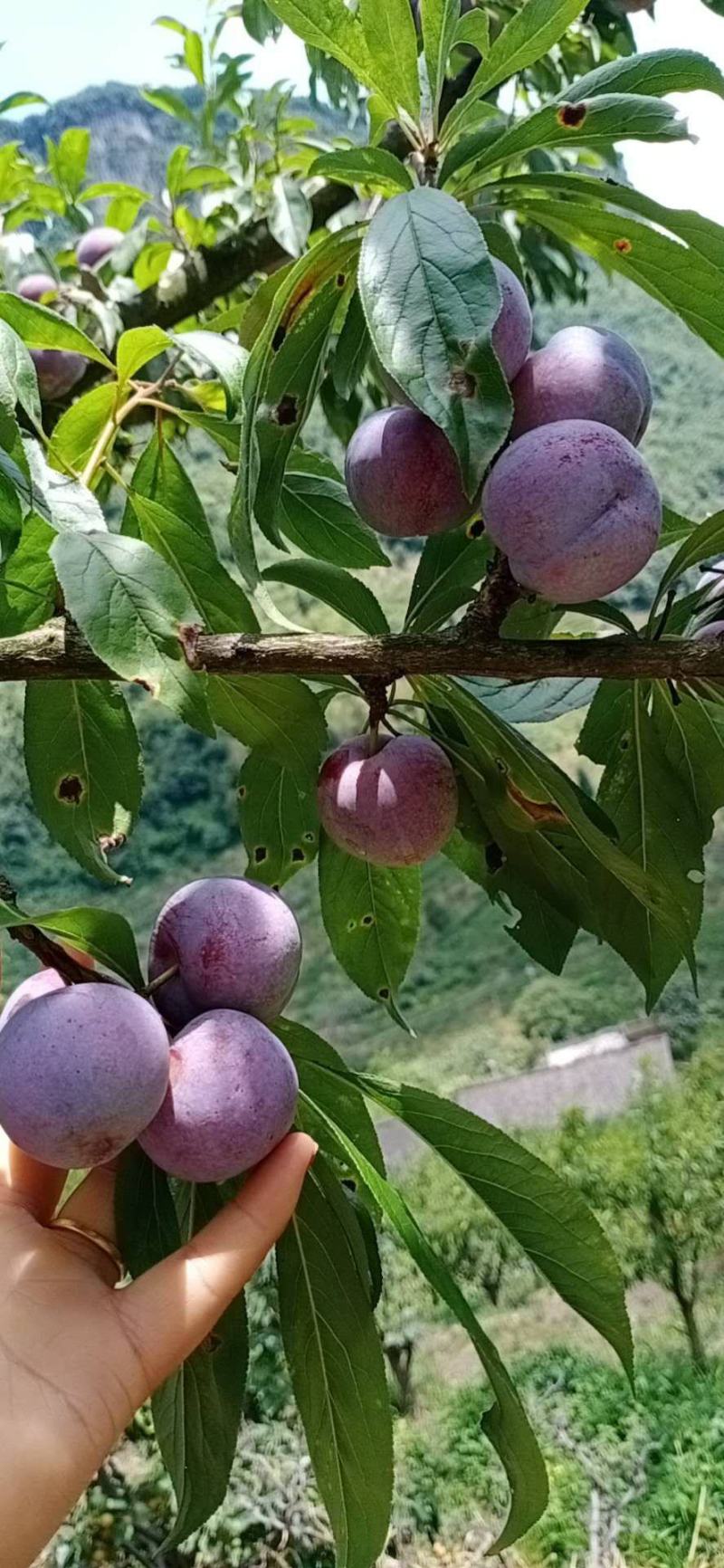 古蔺脆红李已大量上市，汁多脆甜，色泽光鲜。