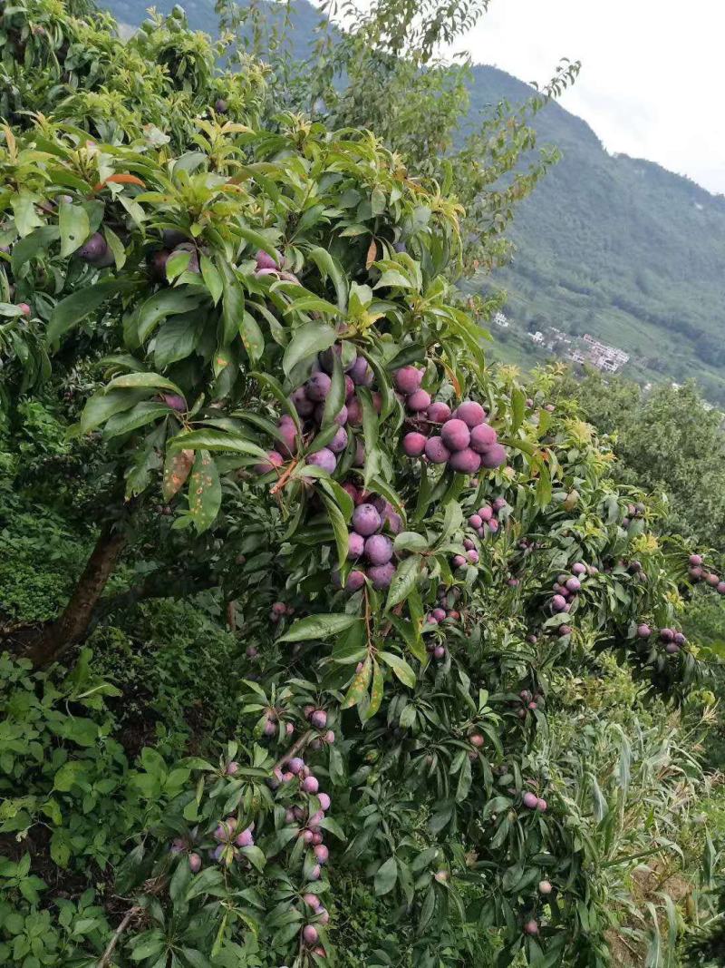 古蔺脆红李已大量上市，汁多脆甜，色泽光鲜。