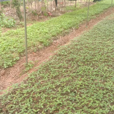 刨花润楠芽苗，无访布袋苗经济林和绿化树，欢迎来电