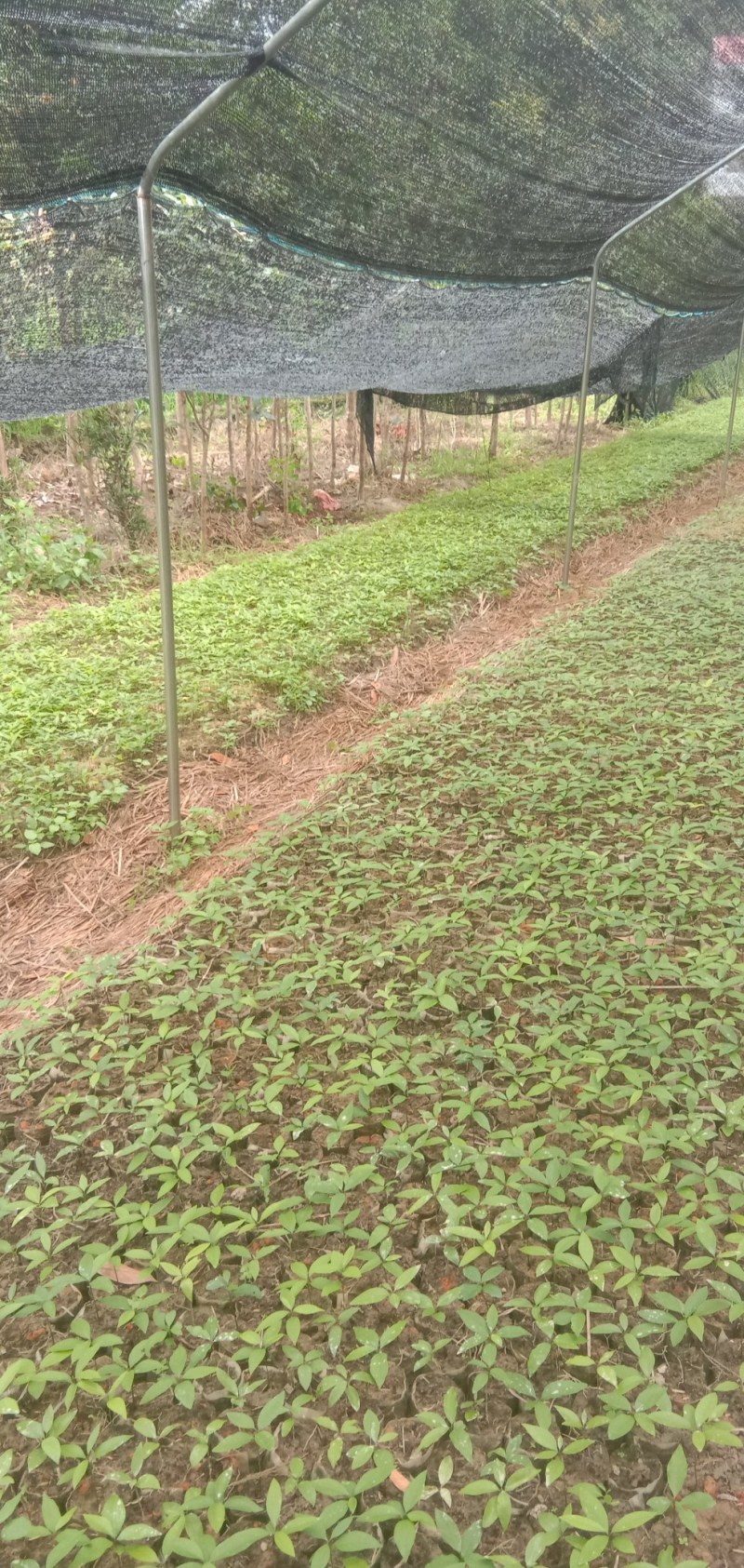 刨花润楠芽苗，无访布袋苗经济林和绿化树，欢迎来电