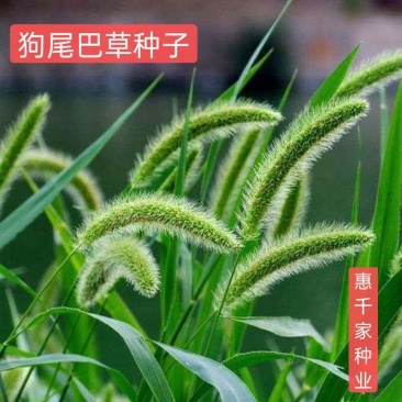 狗尾草种子