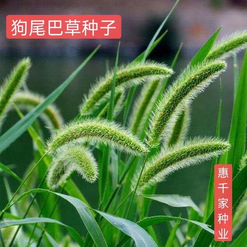 狗尾草种子