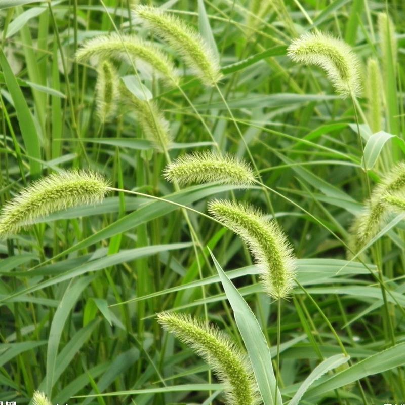 狗尾草种子