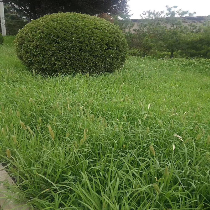 狗尾草种子