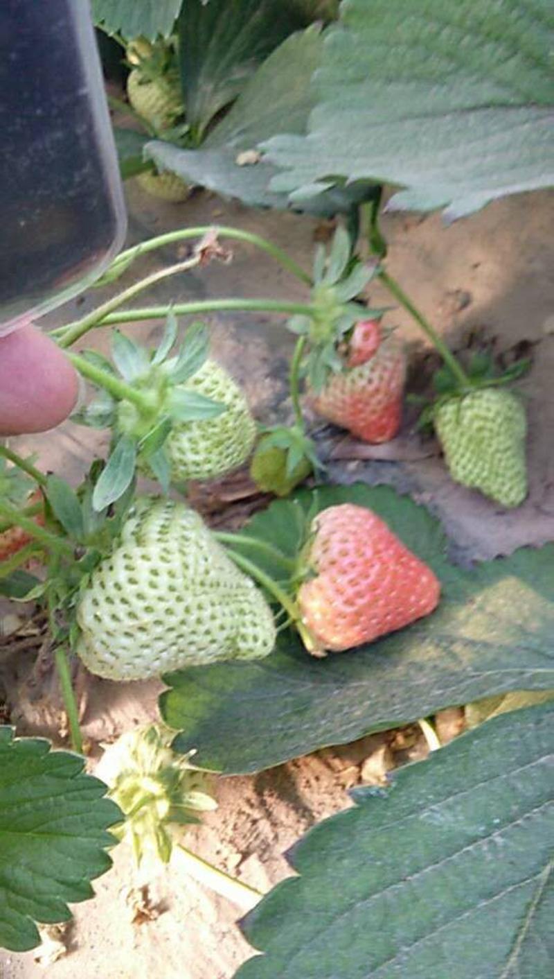 达赛草莓苗，质量好，价格低，货源充足，现挖