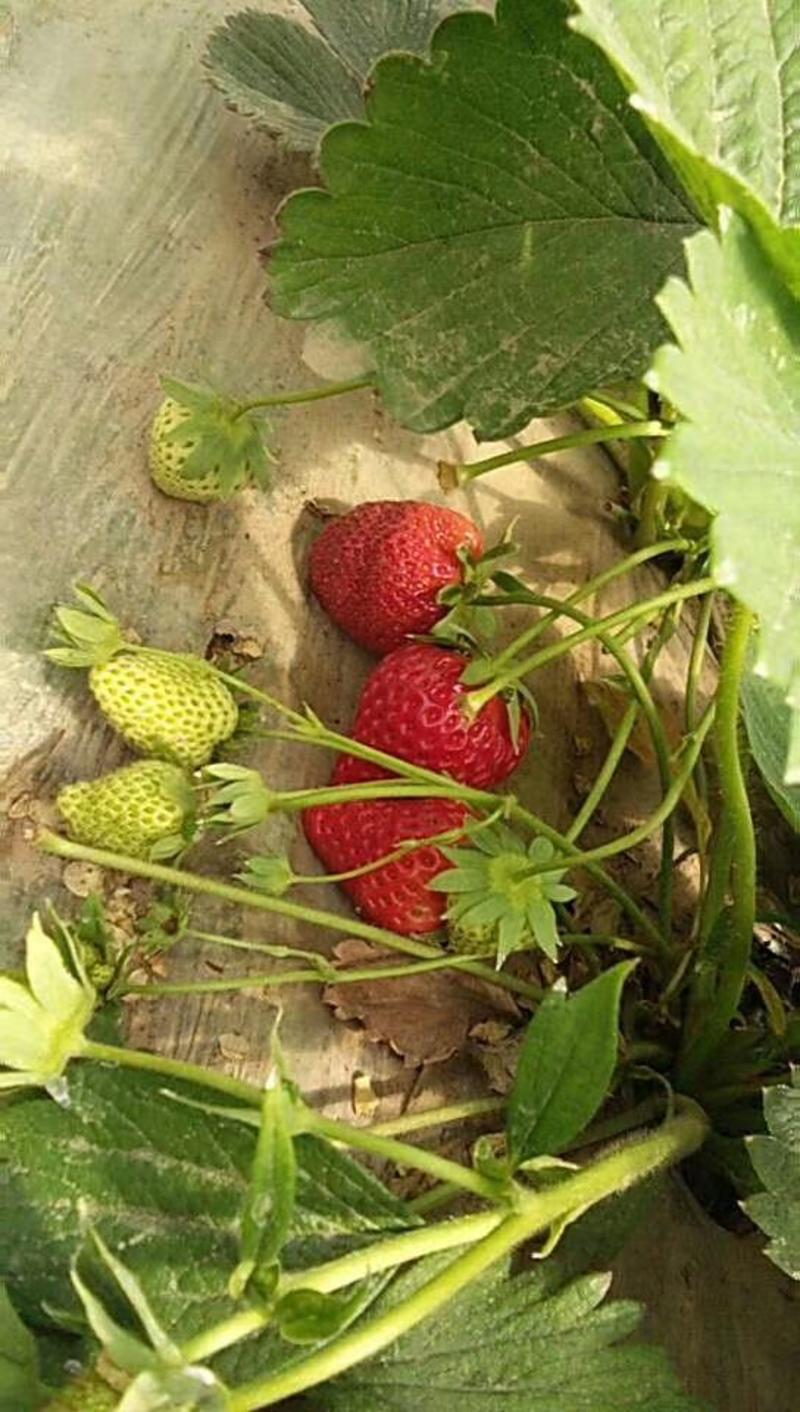 达赛草莓苗，质量好，价格低，货源充足，现挖
