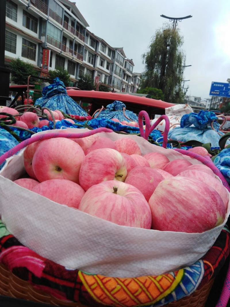 云南新鲜苹果新世纪和108欢迎全国各地朋友咨询