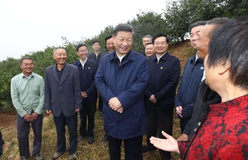 岑软系列2号3号嫁接裸根苗30公分到七十公分