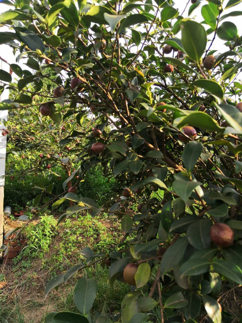 岑软系列2号3号嫁接裸根苗30公分到七十公分