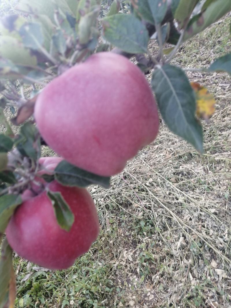 甘肃天水正麦积区高山花牛苹果可包邮到全国各地