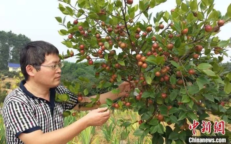 湘林系列210，20公分到70公分杯苗