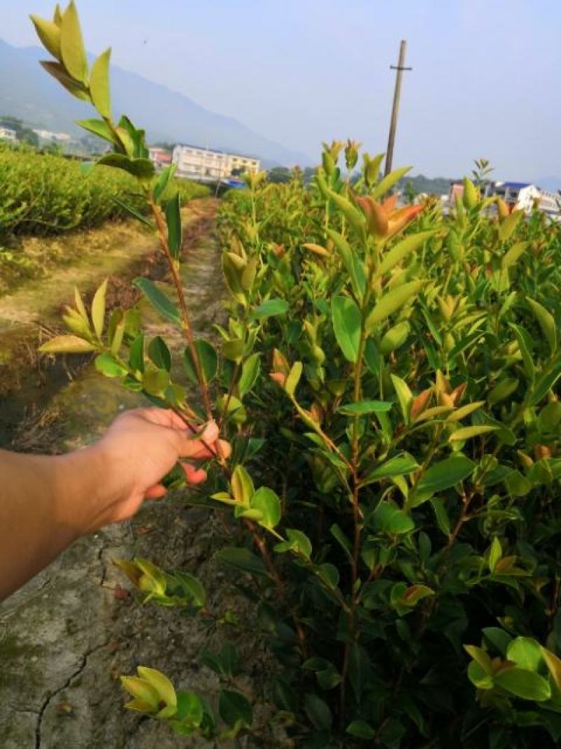 湘林系列210，20公分到70公分杯苗