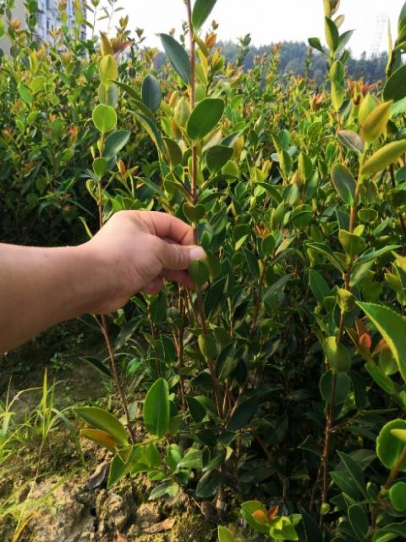 湘林系列210，20公分到70公分杯苗