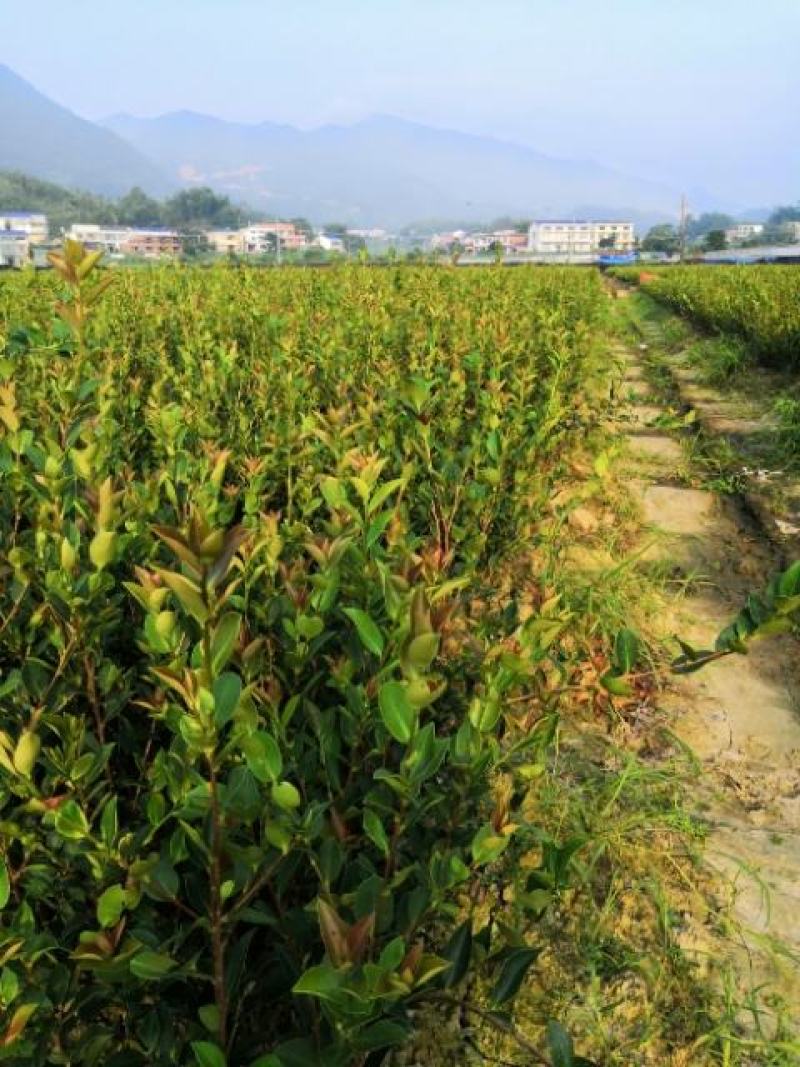 湘林系列210，20公分到70公分杯苗