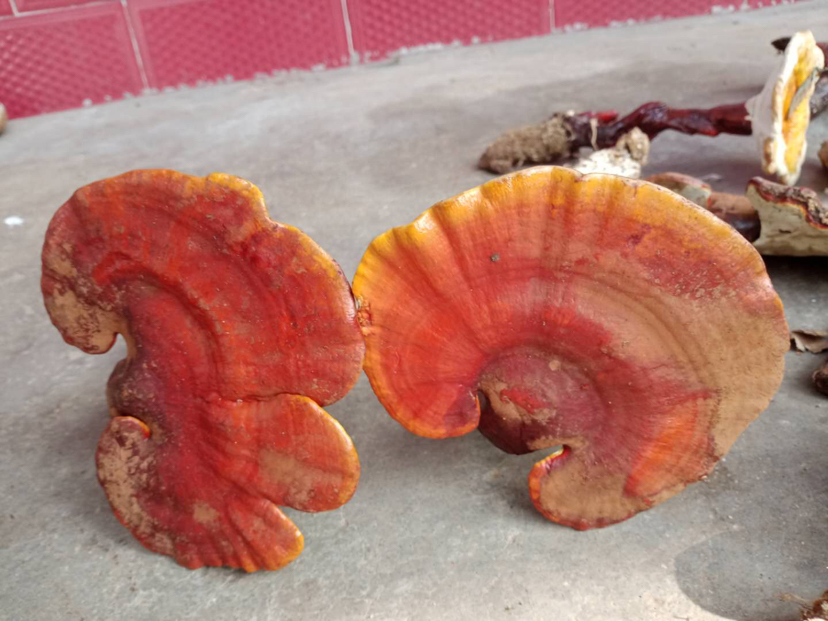 芝麻的微观特写