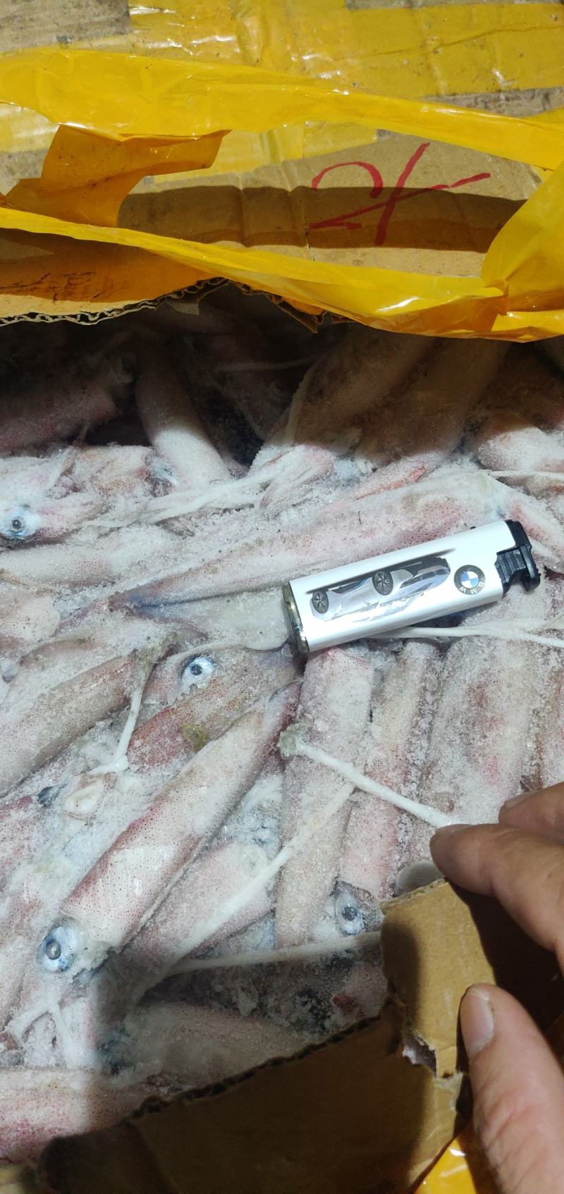北部湾灯光鱿准备批量上市