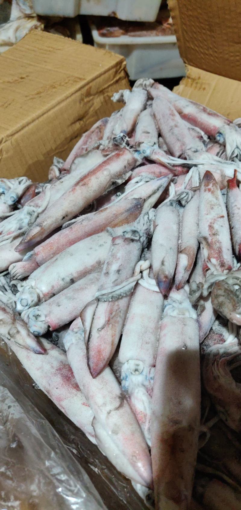 北部湾灯光鱿准备批量上市