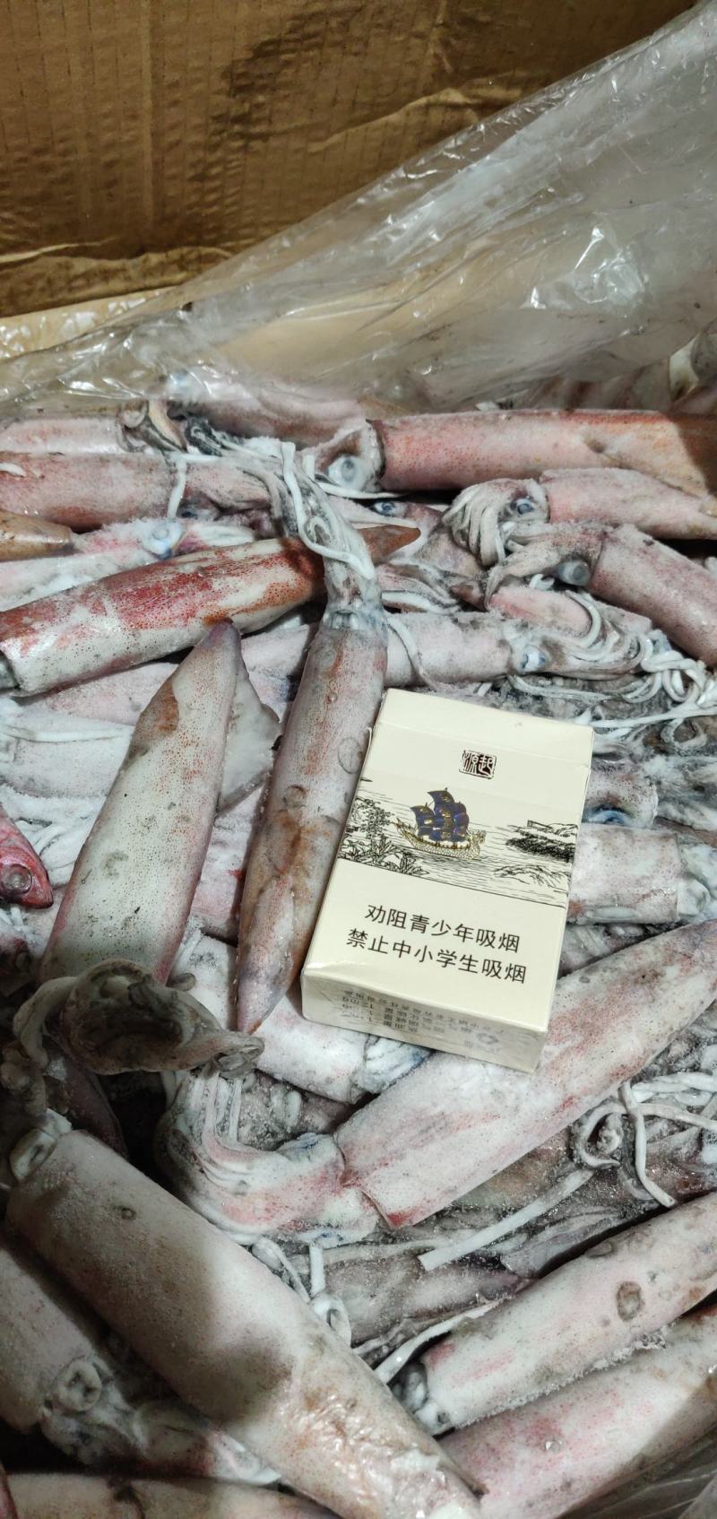北部湾灯光鱿准备批量上市