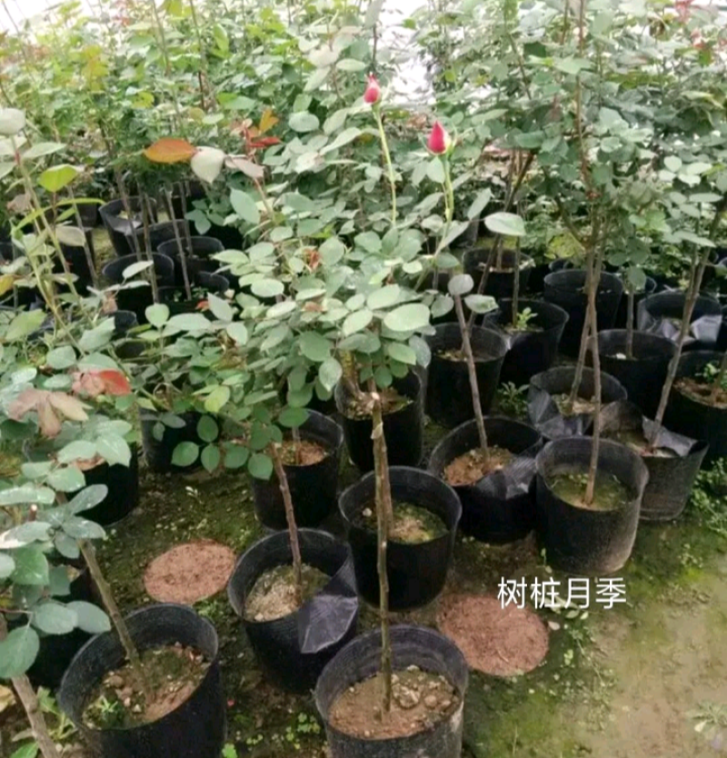 树桩月季【包邮】高80公分规格齐全成活率高树桩月季苗