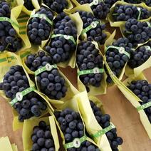 南太湖特早熟葡萄新品种葡萄苗属于夏黑无核的优秀芽变