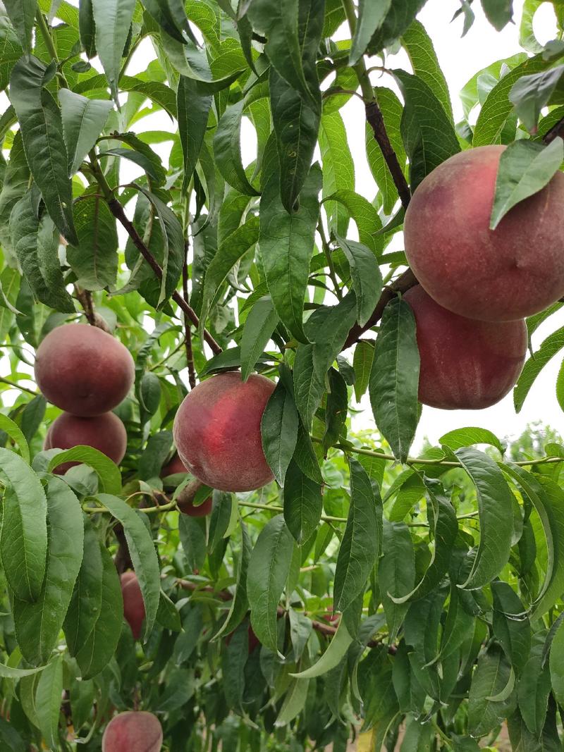 春丽桃树苗，成熟早，果个大，糖度高，保证质量，包技术指导