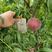 春丽桃树苗，成熟早，果个大，糖度高，保证质量，包技术指导