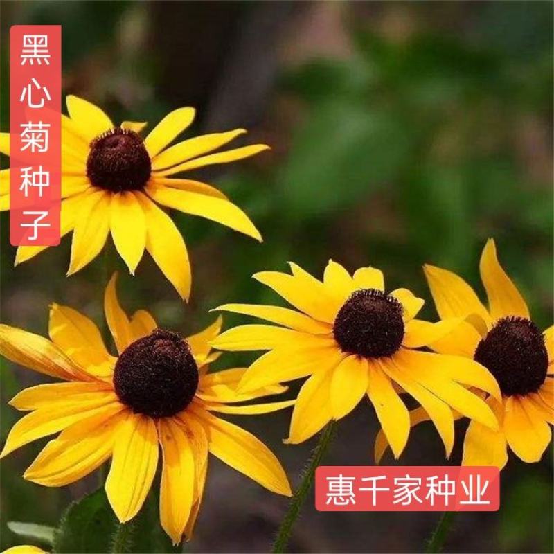 黑心菊种子黑眼菊金光菊园艺花籽春秋播种易活花海花卉种籽子
