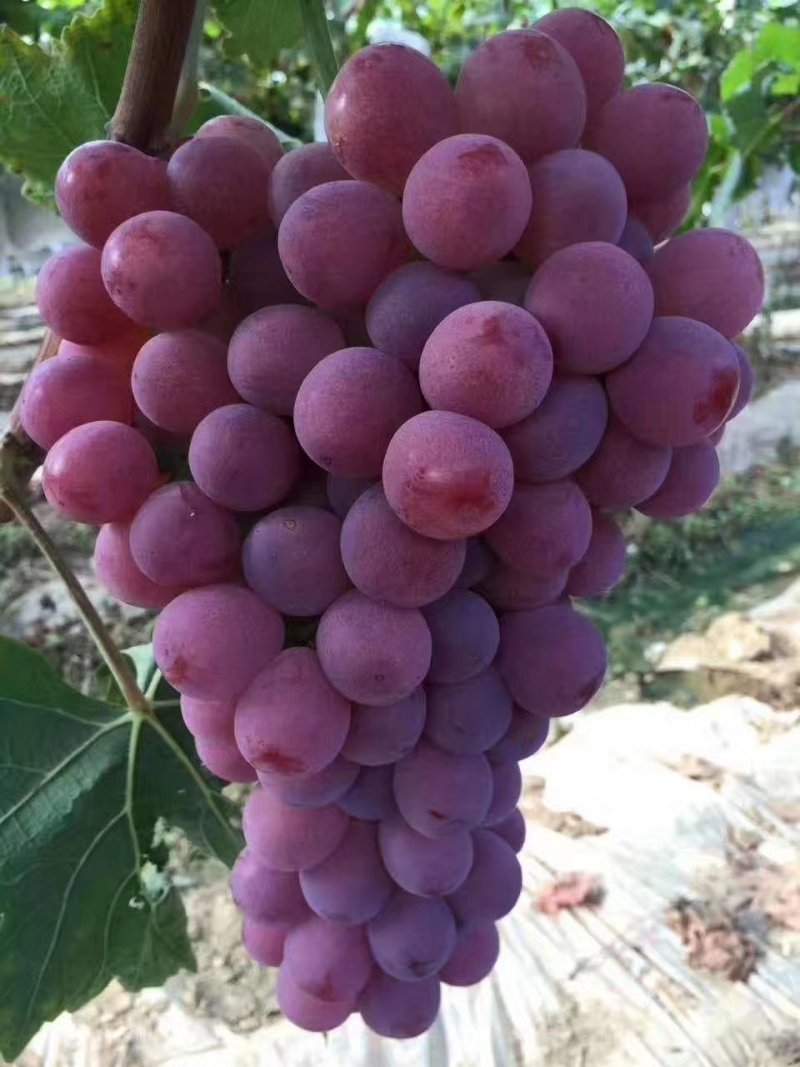 氨基酸钙氨基酸钙：氨基酸100g/L螯合钙65