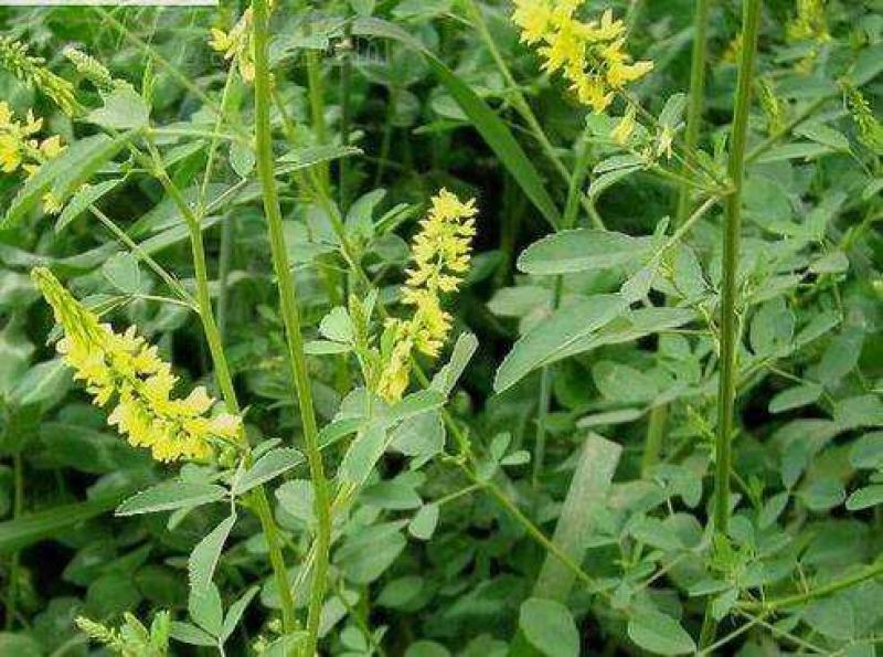 草木樨种子草木犀蜜源植物黄花草牧草型绿肥耐寒