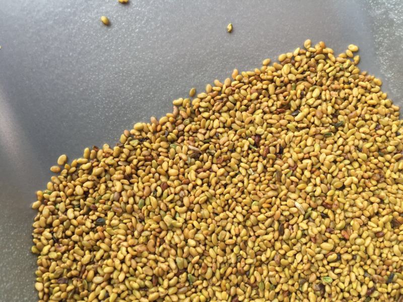 草木樨种子草木犀蜜源植物黄花草牧草型绿肥耐寒