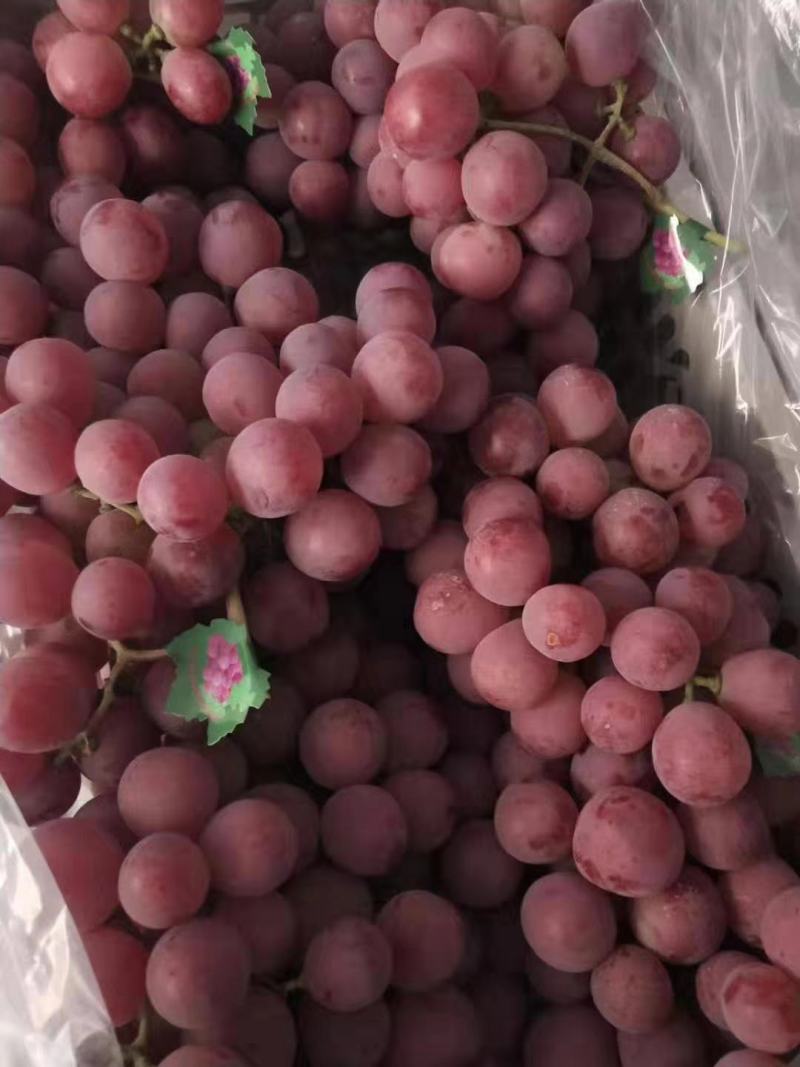 红提。精品红提大量有货。大量供应精品。我们这里是万亩葡萄