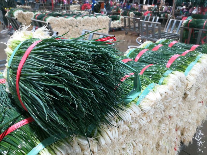 小葱产地直供精品小葱实力代办货源充足期待长期合作