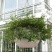 千叶兰盆栽花苗婚纱吊兰观叶植物多年生垂吊绿植四季常青大盆