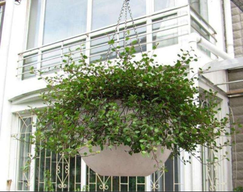 千叶兰盆栽花苗婚纱吊兰观叶植物多年生垂吊绿植四季常青大盆