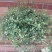 千叶兰盆栽花苗婚纱吊兰观叶植物多年生垂吊绿植四季常青大盆
