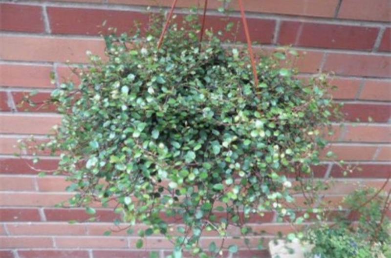 千叶兰盆栽花苗婚纱吊兰观叶植物多年生垂吊绿植四季常青大盆