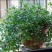 千叶兰盆栽花苗婚纱吊兰观叶植物多年生垂吊绿植四季常青大盆