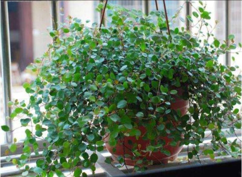 千叶兰盆栽花苗婚纱吊兰观叶植物多年生垂吊绿植四季常青大盆
