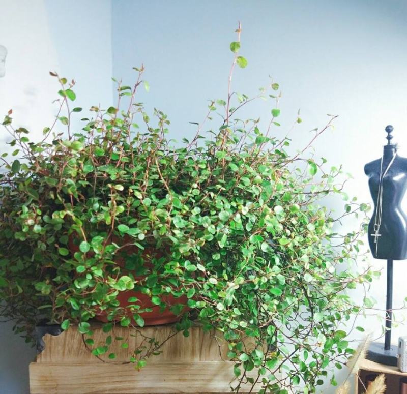 千叶兰盆栽花苗婚纱吊兰观叶植物多年生垂吊绿植四季常青大盆