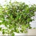 千叶兰盆栽花苗婚纱吊兰观叶植物多年生垂吊绿植四季常青大盆