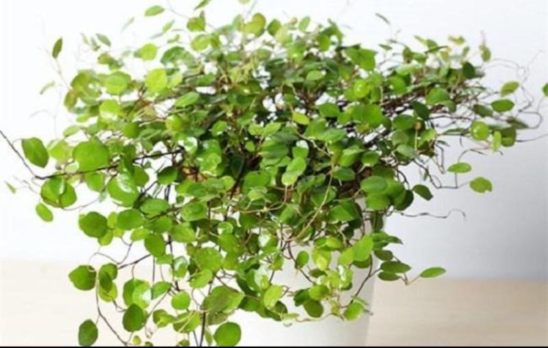 千叶兰盆栽花苗婚纱吊兰观叶植物多年生垂吊绿植四季常青大盆