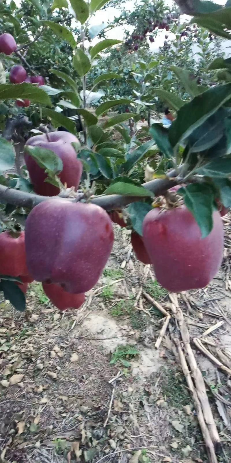 甘肃花牛苹果原产地现货一件代发实力供应链对接各大平台