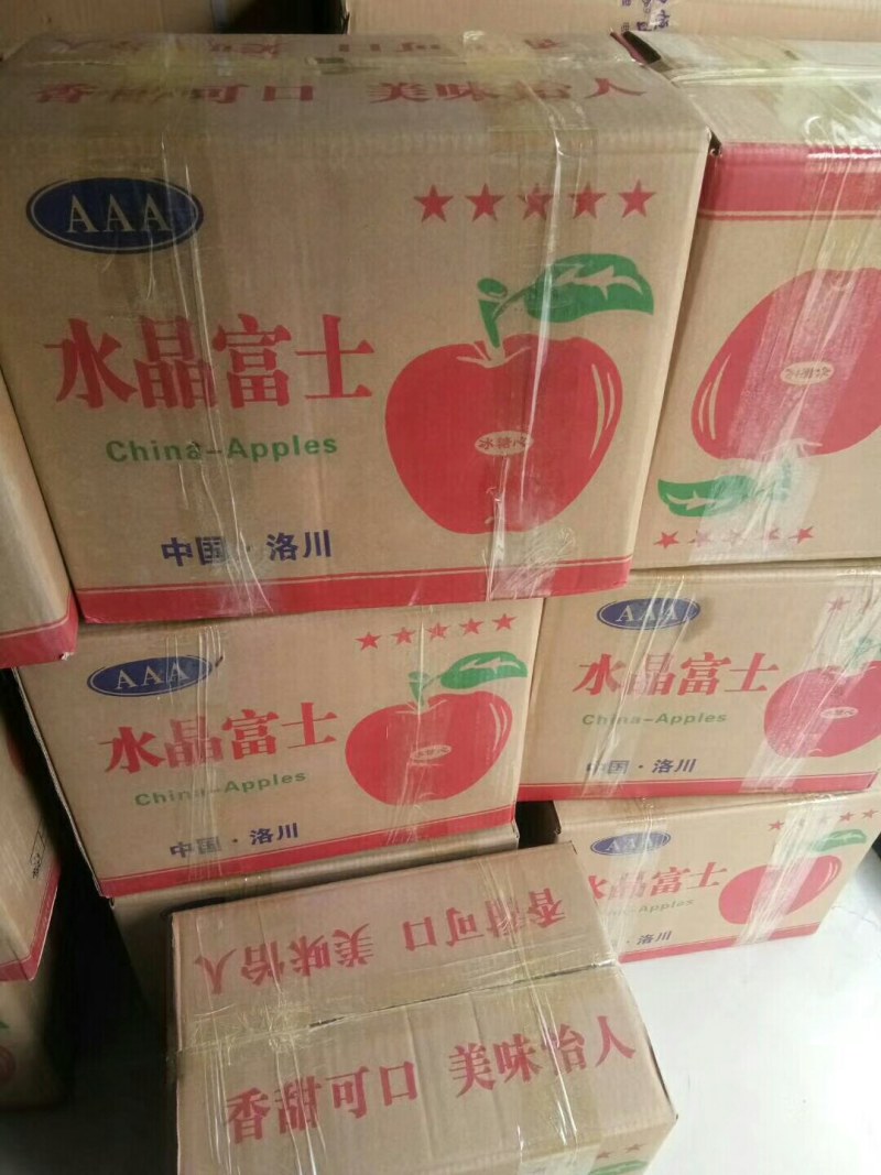供应早熟大棉球山楂质量杠杠的可实地看货考察