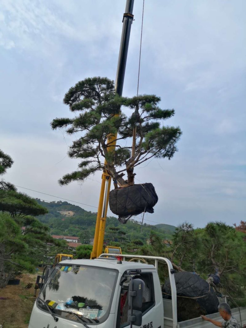 造型松