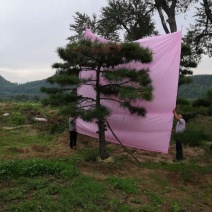 造型松