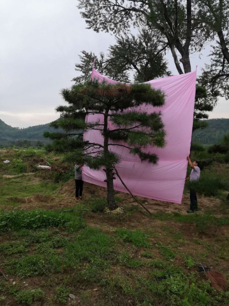 造型松