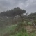 造型松