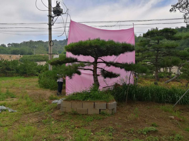 造型松