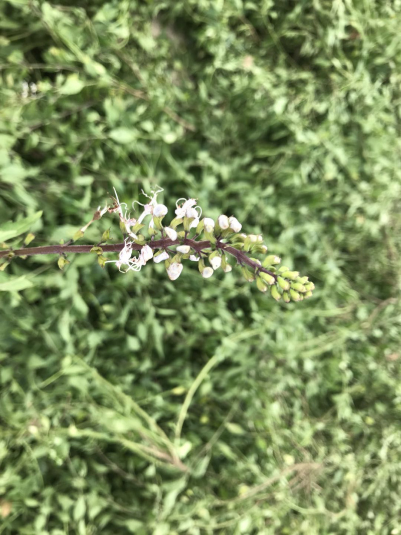 猫须草新货猫须公中药材肾茶产地直销猫须草化石支持一件发