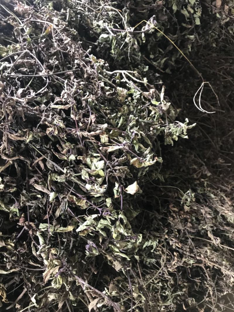 猫须草新货猫须公中药材肾茶产地直销猫须草化石支持一件发